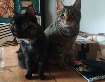 CHIPIE et PAGNOL