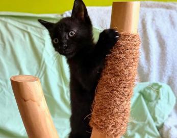 SUMI
