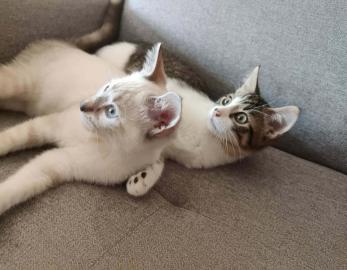 ALITA & GALLY