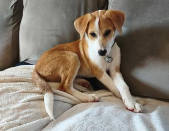 BISCUIT