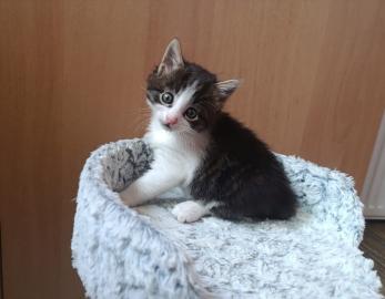 Gaspard