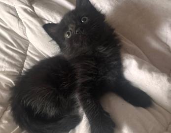 BAGHEERA