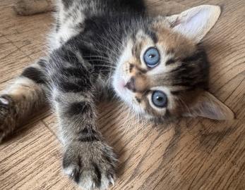 BERNARD