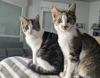Bonnie - Clyde