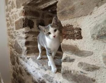 Léo
