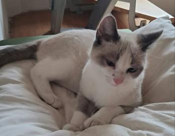 Léon