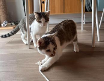BOBUN & BOUNTY