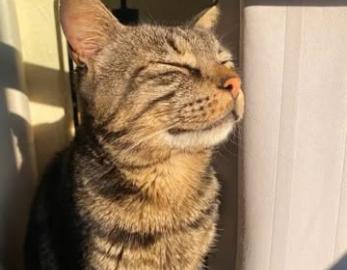 FELIX