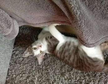LEO